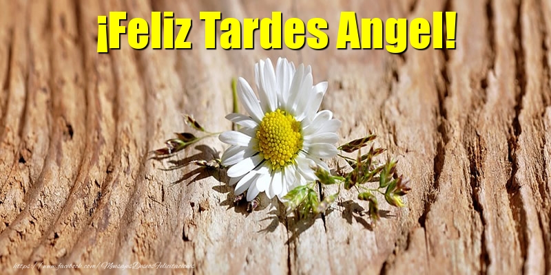 Felicitaciones de buenas tardes - Flores | ¡Feliz Tardes Angel!
