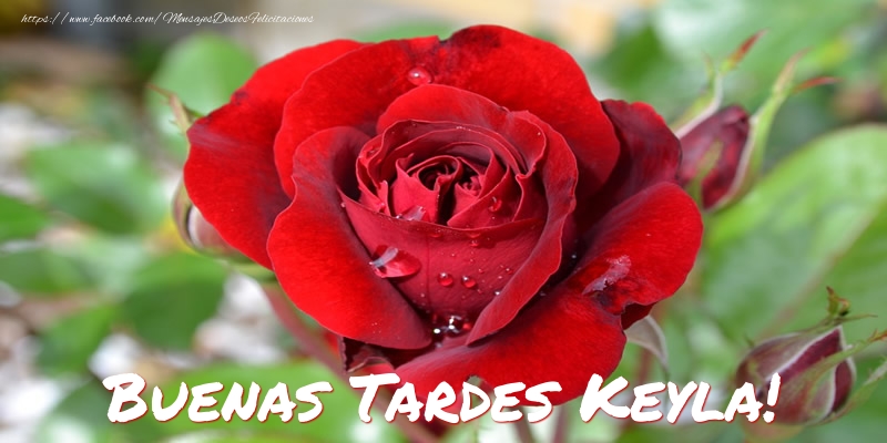 Felicitaciones de buenas tardes - Rosas | Buenas tardes, Keyla!