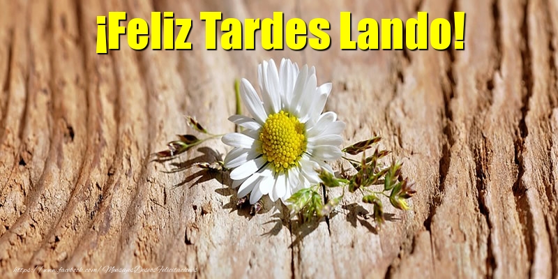  Felicitaciones de buenas tardes - Flores | ¡Feliz Tardes Lando!