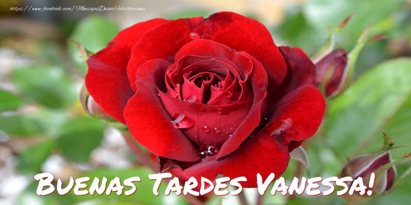 Felicitaciones de buenas tardes - Rosas | Buenas tardes, Vanessa!